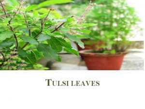 TULSI LEAVES Closely related to culinary basil tulsi