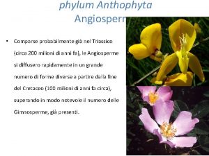 phylum Anthophyta Angiosperme Comparse probabilmente gi nel Triassico