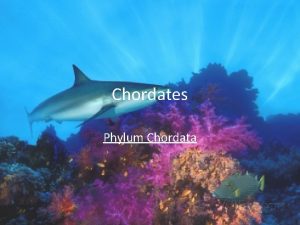 Chordates Phylum Chordata Chordate A chordate is an