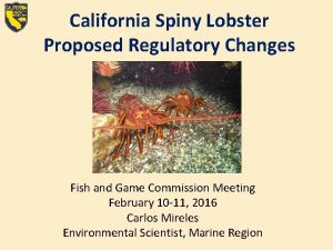 California Spiny Lobster Proposed Regulatory Changes D Stein