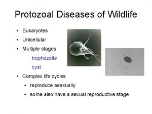 Protozoal Diseases of Wildlife Eukaryotes Unicellular Multiple stages