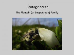 Plantaginaceae The Plantain or Snapdragon Family Vegetative Features