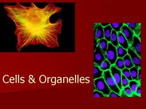 Cells Organelles Cell n Smallest unit of life