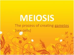 MEIOSIS The process of creating gametes sex cells