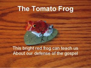 The Tomato Frog This bright red frog can