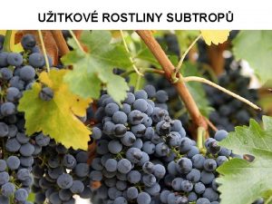 UITKOV ROSTLINY SUBTROP FKOVNK SMOKVO KE nebo STROM