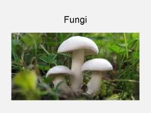 Fungi Fungi General Characteristics Eukaryote Threadlike bodies hyphae