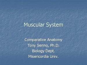 Muscular System Comparative Anatomy Tony Serino Ph D