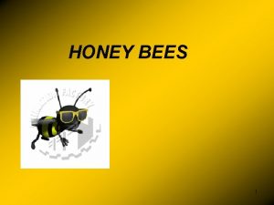 HONEY BEES 1 Honey Bees belong to the