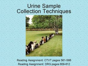 Urine Sample Collection Techniques Reading Assignment CTVT pages