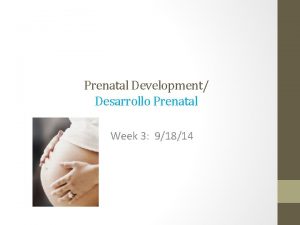 Prenatal Development Desarrollo Prenatal Week 3 91814 Stages