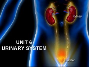 UNIT 6 URINARY SYSTEM FUNCTIONS Removes unwanted waste