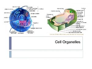 Cell Organelles Review No organelles in prokaryotic cells