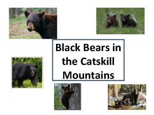 Black Bears in the Catskill Mountains Black Bears