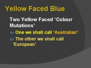Yellow Faced Blue Two Yellow Faced Colour Mutations