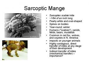 Sarcoptic Mange Sarcoptes scabiei mite 164 of an