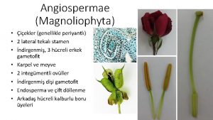 Angiospermae Magnoliophyta iekler genellikle periyantl 2 lateral tekal