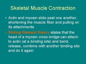 Skeletal Muscle Contraction Actin and myosin slide past