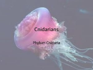 Cnidarians Phylum Cnidaria Cnidarians Cnidarians are softbodied carnivorous