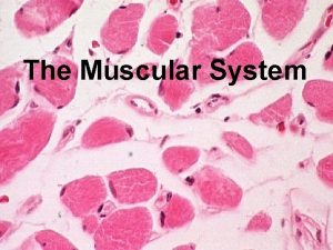 The Muscular System Function of the muscular system