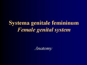 Systema genitale femininum