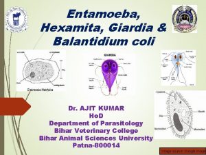 Entamoeba Hexamita Giardia Balantidium coli Dr AJIT KUMAR