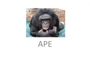 APE Tips for Writing APE paragraphs Keep the