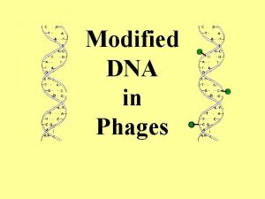 Modified DNA in Phages DNA Modification Adenine methylation