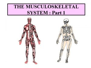 THE MUSCULOSKELETAL SYSTEM Part 1 Structure and Function