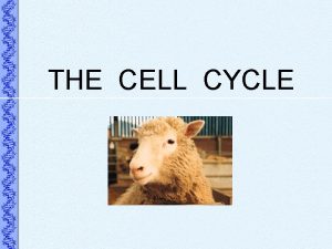 THE CELL CYCLE The Cell Cycle Events that