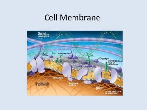 Cell Membrane Review of phospholipid bilayer Monomers of
