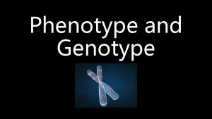 Phenotype and Genotype Early Ideas About Heredity Heredity