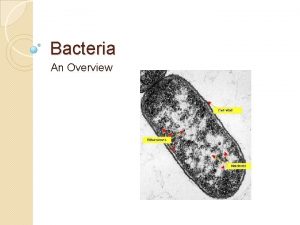 Bacteria An Overview Bacteria Bacteria is the plural