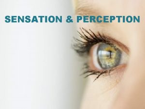 SENSATION PERCEPTION Sensation Perception Sensation Processus par lequel