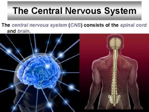 The Central Nervous System The central nervous system