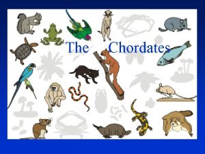 The Chordates The Chordates Characteristics Dorsal nerve Spinal