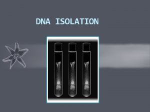 DNA ISOLATION INTRODUCTION DNA isolation is an extraction