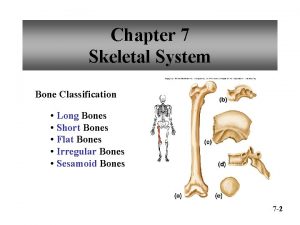 Chapter 7 Skeletal System Bone Classification Long Bones