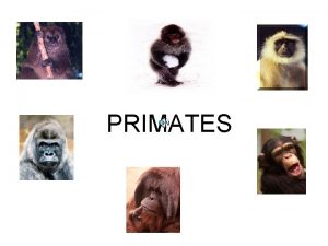 PRIMATES I Common Features of Mammals 1 Hair