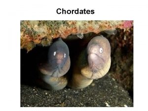 Chordates What is a chordate Members of the