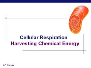 Cellular Respiration Harvesting Chemical Energy AP Biology Harvesting Cellular Respiration Harvesting Chemical Energy AP Biology Harvesting