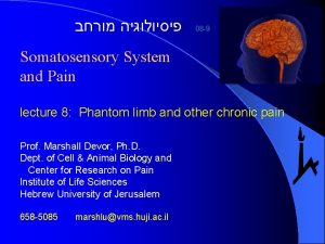 08 9 Somatosensory System and Pain lecture 8