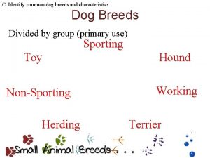 C Identify common dog breeds and characteristics Dog