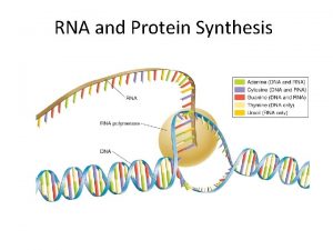 RNA and Protein Synthesis Genes are coded DNA