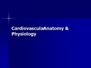 Cardiovascular Anatomy Physiology Objectives Function n Anatomy n
