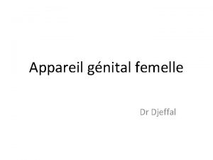 Appareil gnital femelle Dr Djeffal Anatomie Appareille gnital