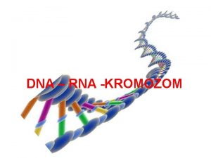 DNA RNA KROMOZOM DNA Yaps ve Fonksiyonu Genetik