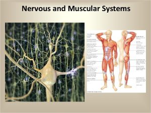 Nervous and Muscular Systems Nerve Impulses Action Potential