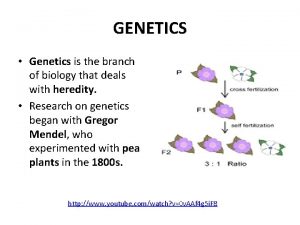 GENETICS Genetics is the branch of biology that