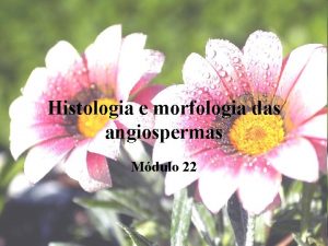 Histologia e morfologia das angiospermas Mdulo 22 A